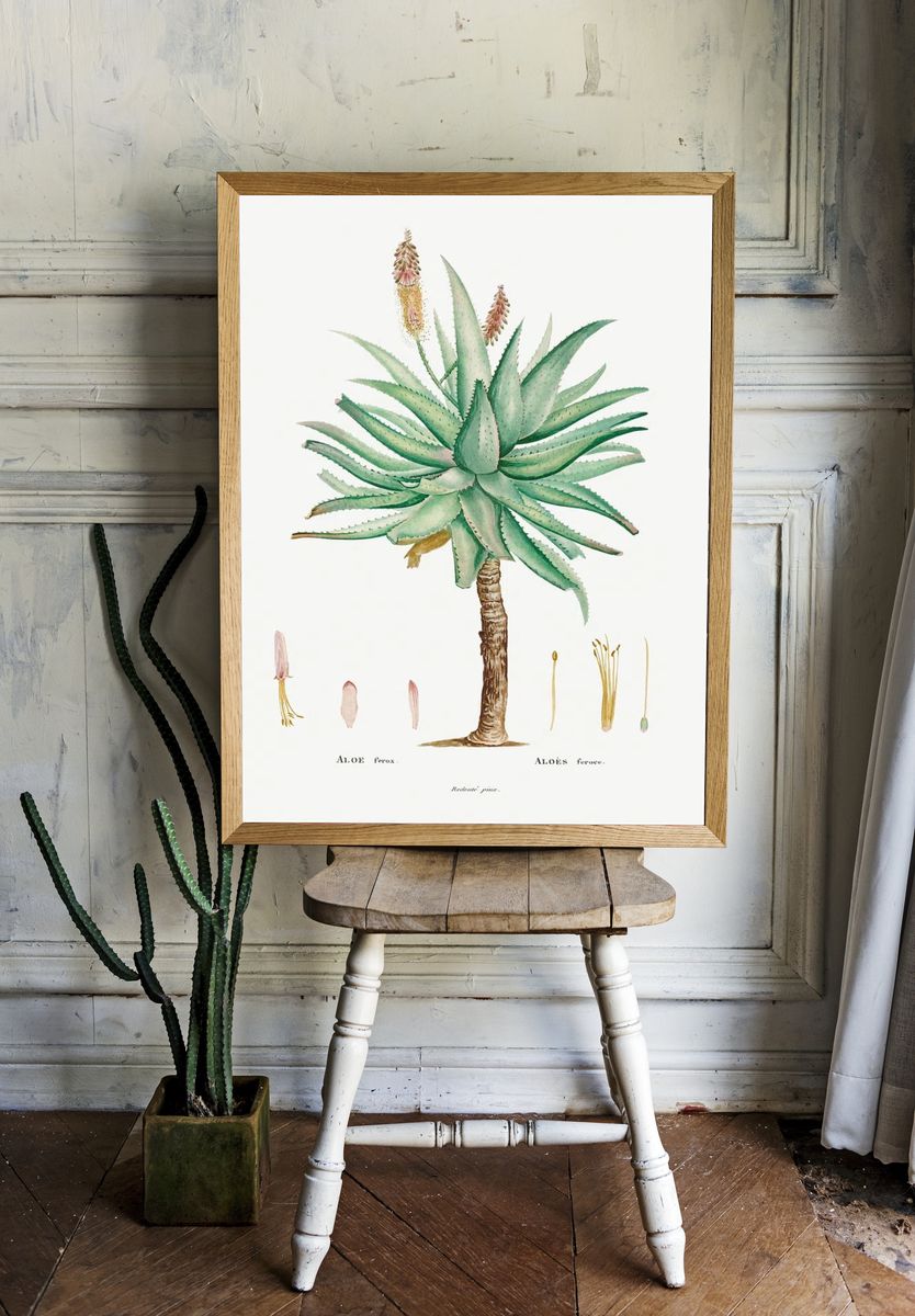 Aloe Ferox Image Histoire des. room preview