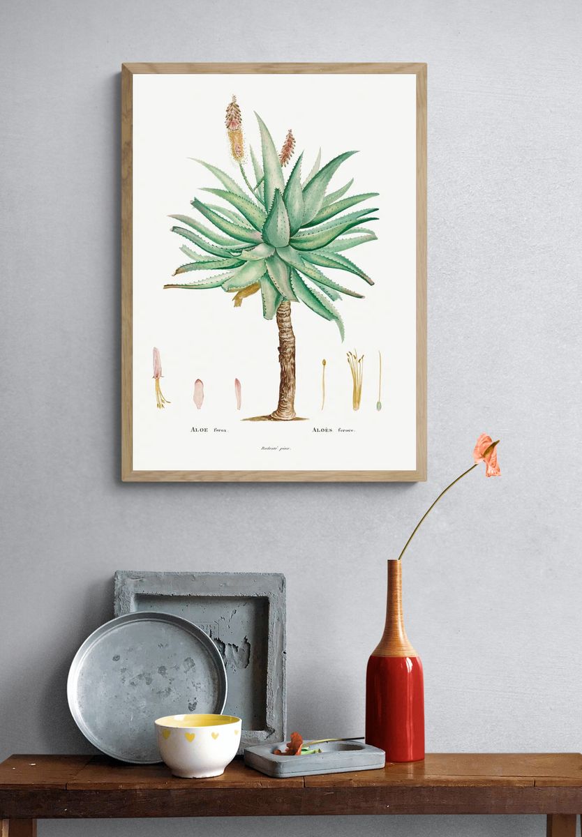 Aloe Ferox Image Histoire des. — room view 3