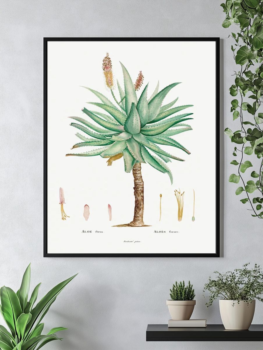 Aloe Ferox Image Histoire des. — room view 4