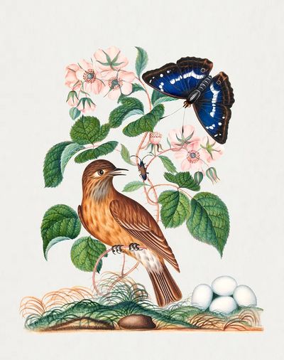 Spotted flycatcher eggs, bramble Purple. poster print