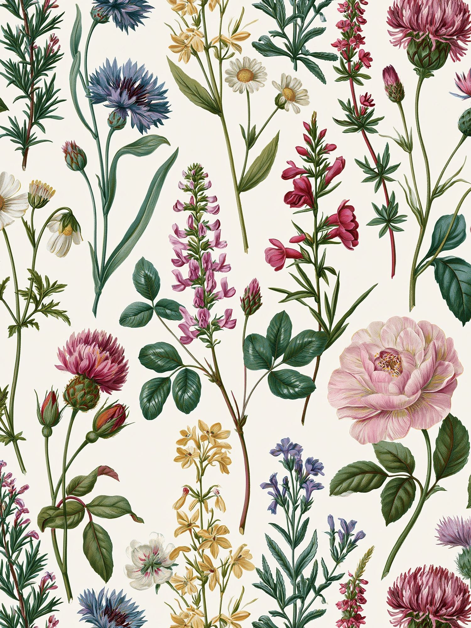 Wildflower Botanical Print. poster — botanical art
