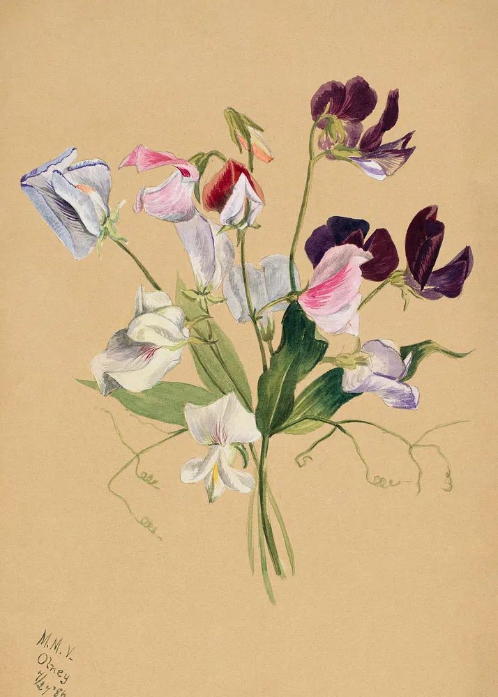 Flower Study (1886) Mary Vaux. poster detail