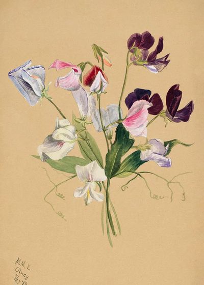 Flower Study (1886) Mary Vaux.