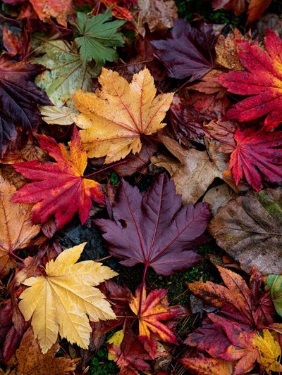 Autumn Maple Leaves Botanical Print.