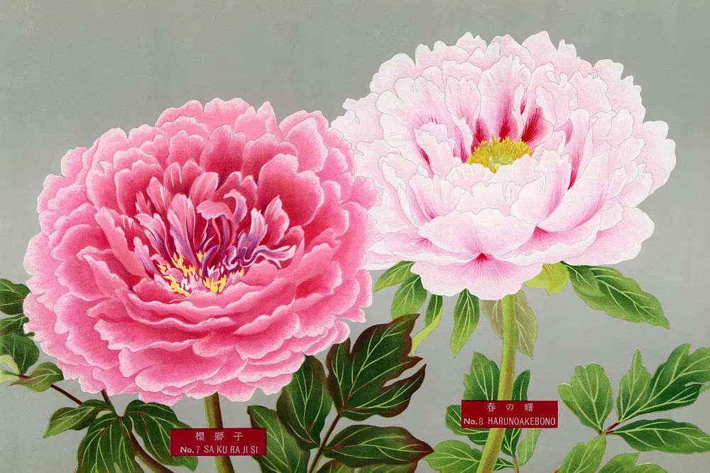 Pink peonies, vintage flower print. poster — botanical art