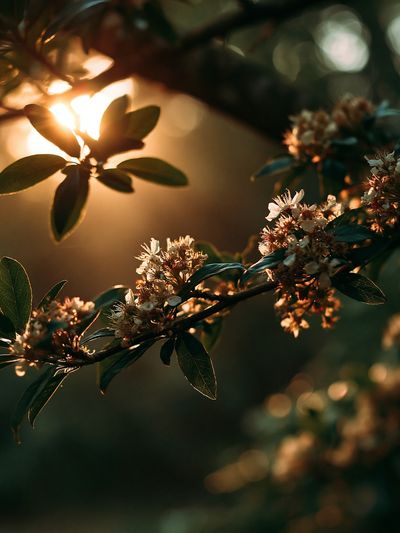 Golden Blossom Branch Photography Poster.