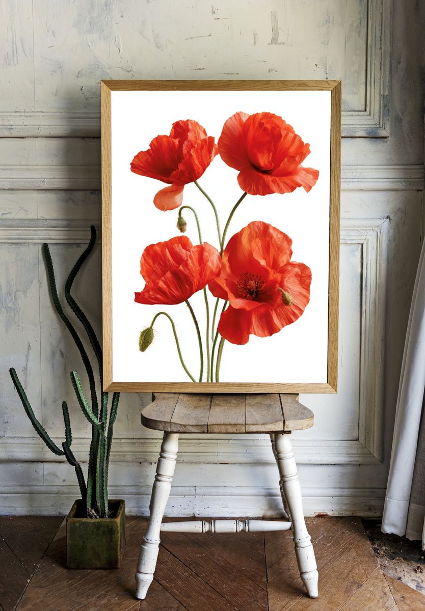 Red Poppy Botanical Poster. room preview