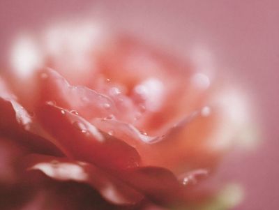 Soft Pink Flower Macro Print. poster print