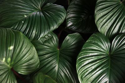 Green leaves textured background.