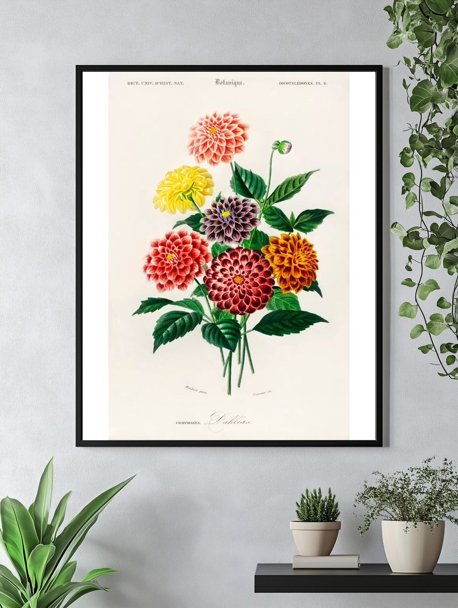Dahlia illustrated Charles Dessalines D'. — room view 4
