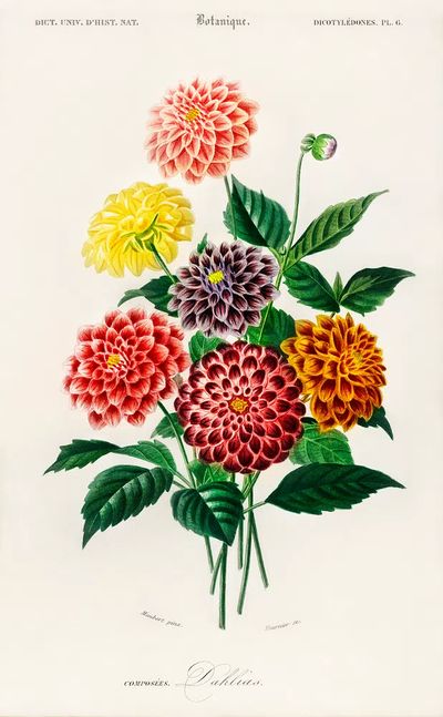 Dahlia illustrated Charles Dessalines D'. poster print