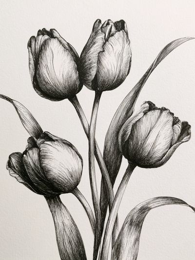 Tulip Bouquet Ink Print. poster