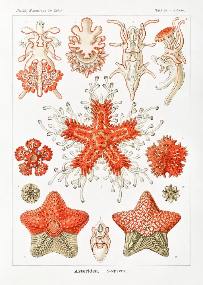 Asteridea–Seesterne Kunstformen der Natur (1904). poster detail