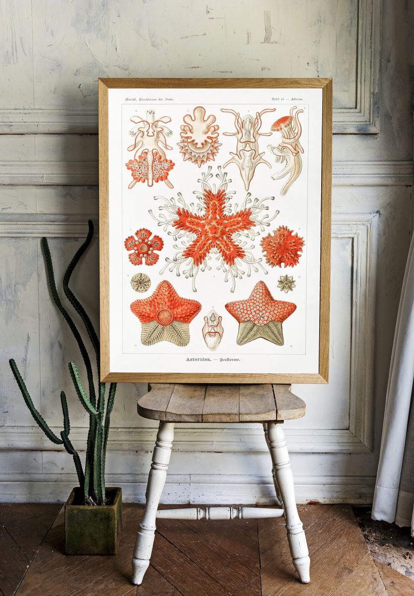 Asteridea–Seesterne Kunstformen der Natur (1904). room preview