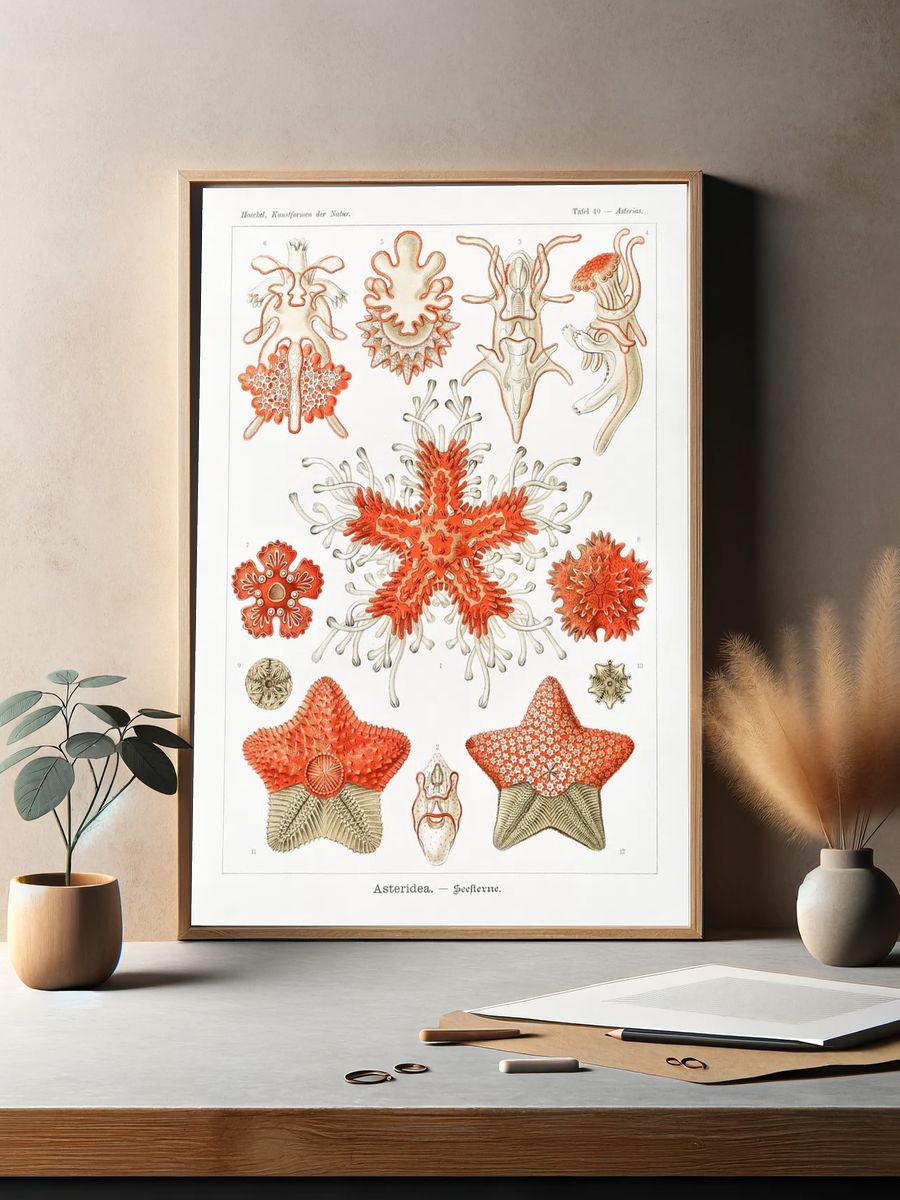 Asteridea–Seesterne Kunstformen der Natur (1904). — room view 2