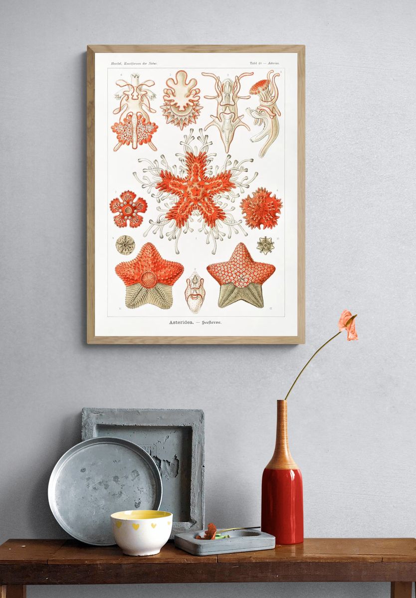 Asteridea–Seesterne Kunstformen der Natur (1904). — room view 3