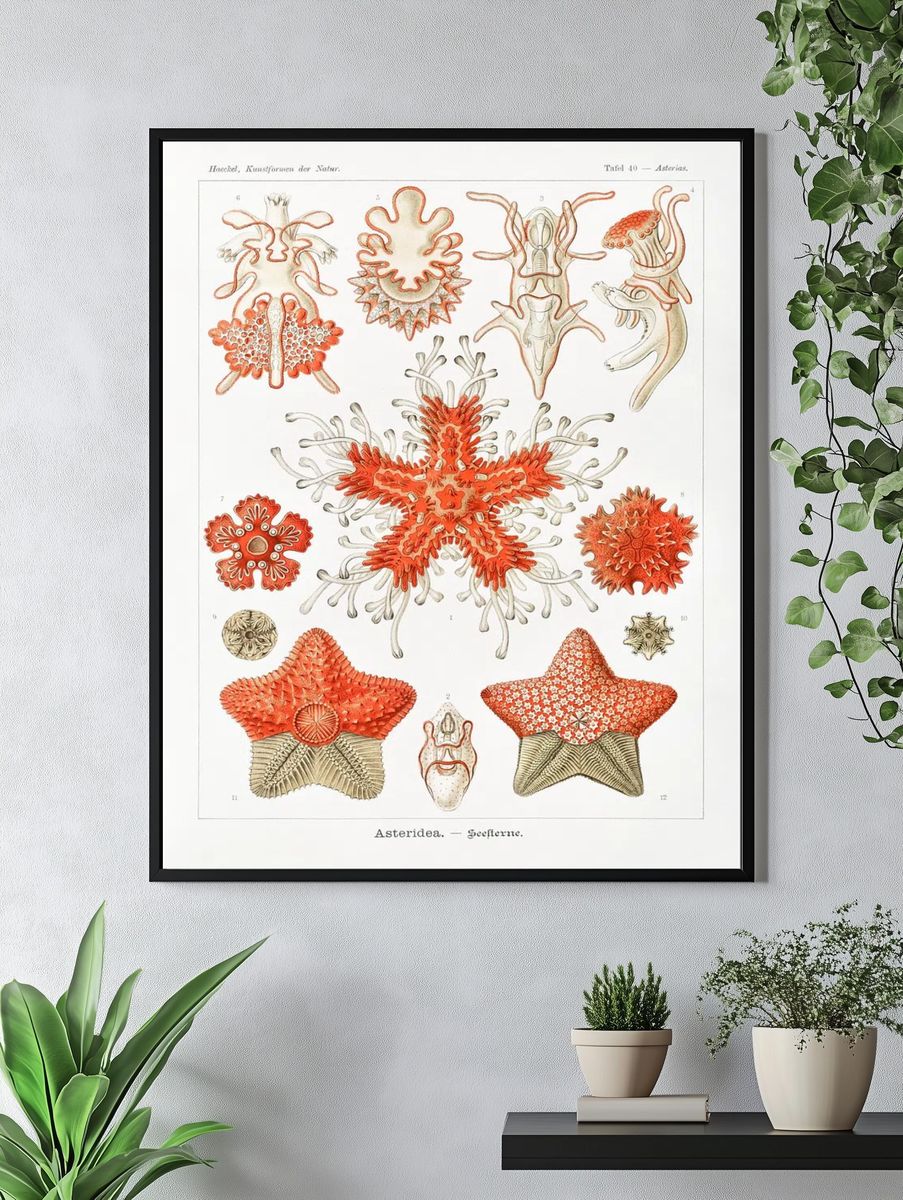 Asteridea–Seesterne Kunstformen der Natur (1904). — room view 4