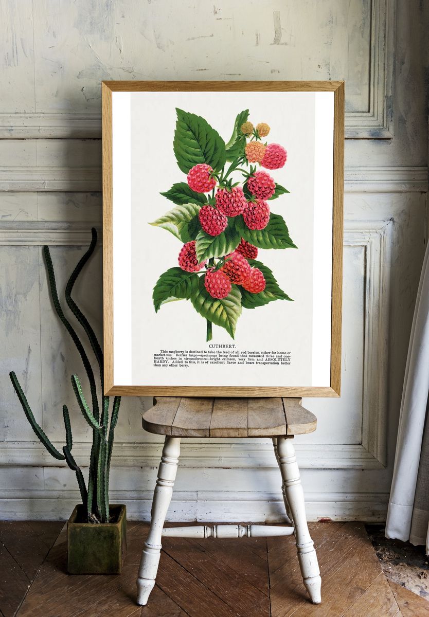 Cuthbert raspberry lithograph. room preview