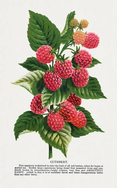 Cuthbert raspberry lithograph. poster