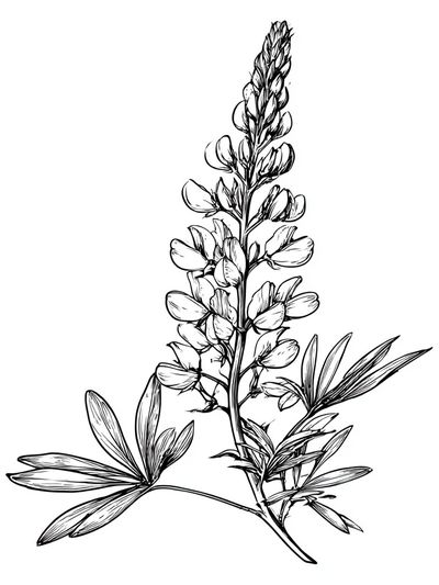Botanical Lupine Line Art Poster.