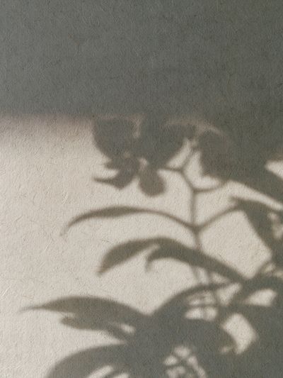 Botanical Shadow Play Print.