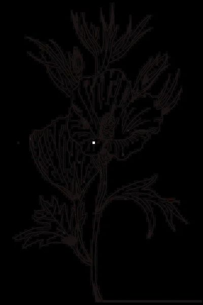 Hand drawn Lilac hibiscus flower. poster print
