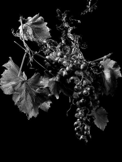 Black Grapes Still Life Poster. poster