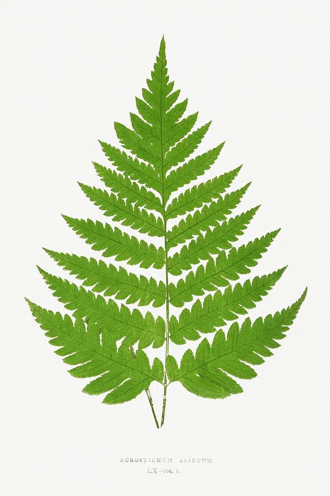 Acrostichum Alienum Ferns: British Exotic. poster detail