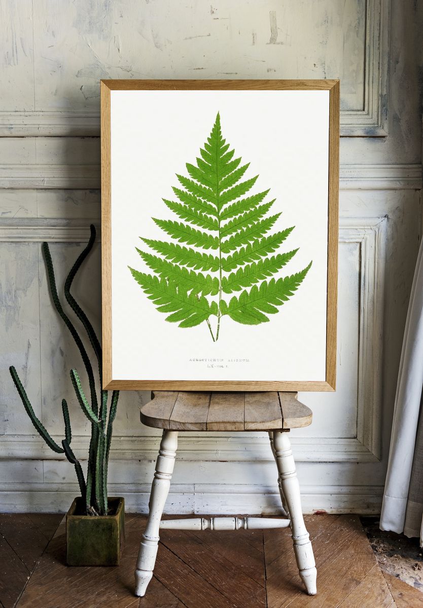 Acrostichum Alienum Ferns: British Exotic. — room view 1