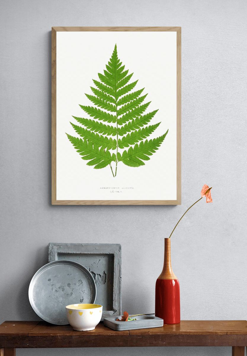 Acrostichum Alienum Ferns: British Exotic. — room view 3