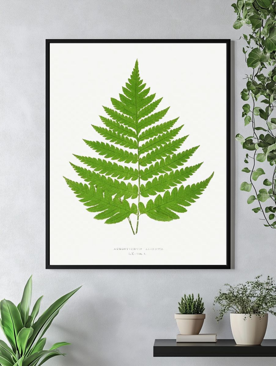 Acrostichum Alienum Ferns: British Exotic. — room view 4