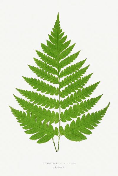 Acrostichum Alienum Ferns: British Exotic. poster