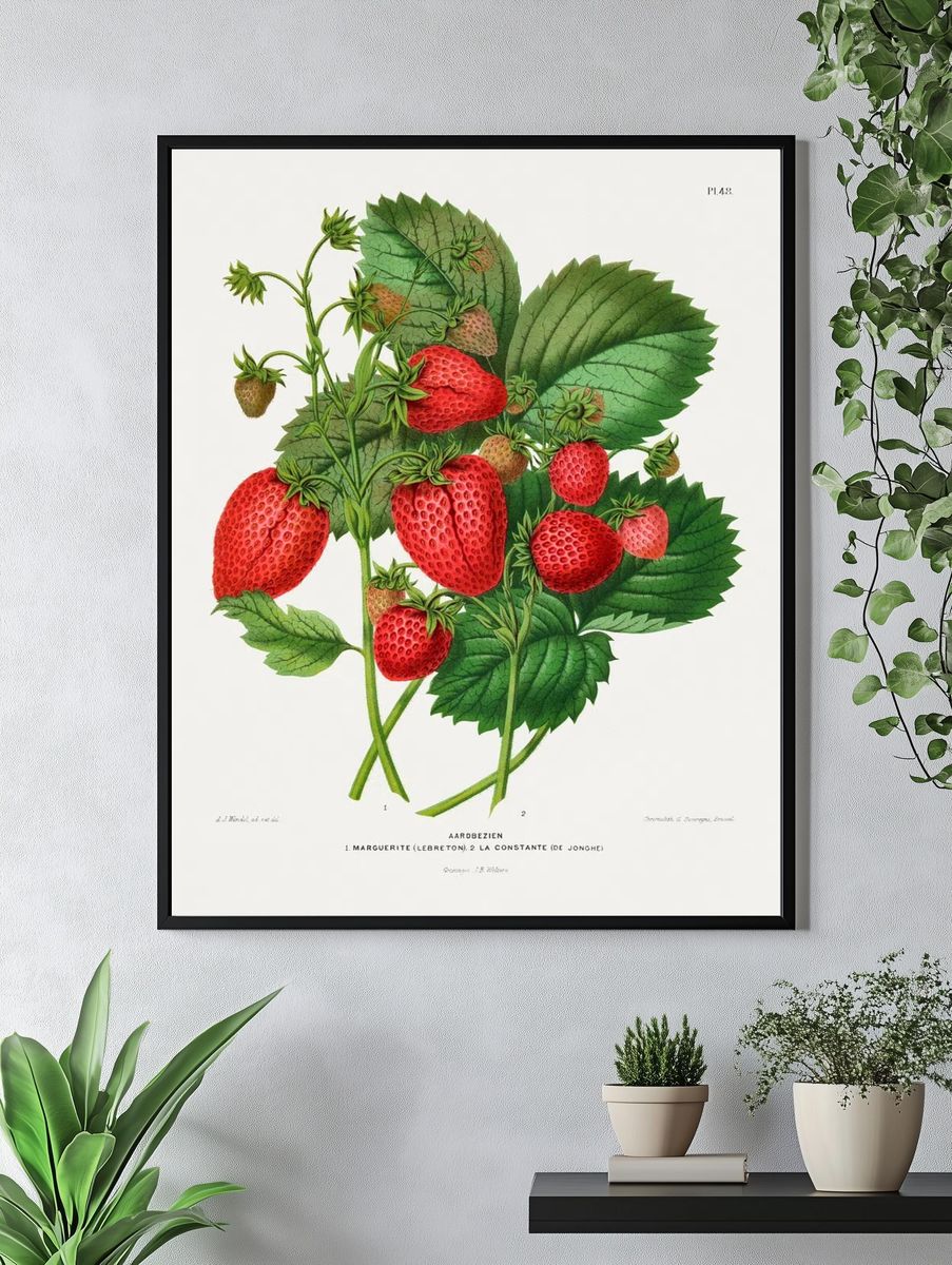 Aardbezien (strawberry) chromolithograph plates Abraham. — room view 4