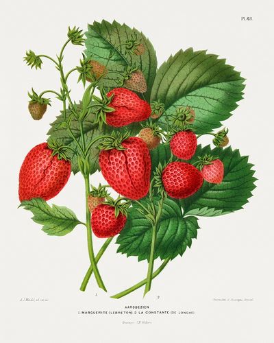 Aardbezien (strawberry) chromolithograph plates Abraham. poster print