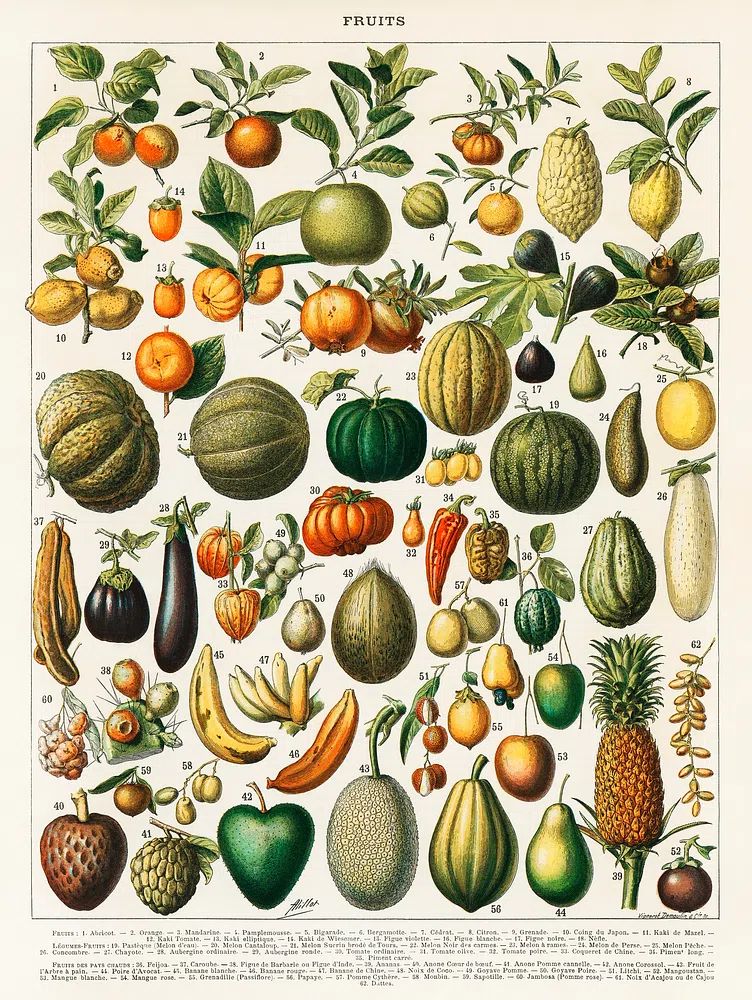 vintage illustration wide variety fruits. poster detail