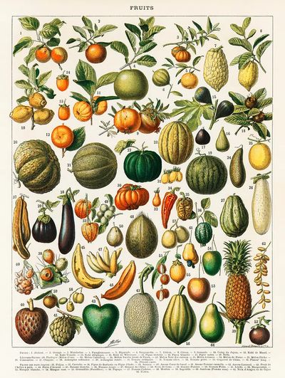 vintage illustration wide variety fruits. poster