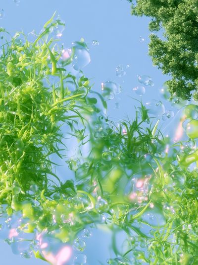 Floating Green Foliage Illustration Poster.