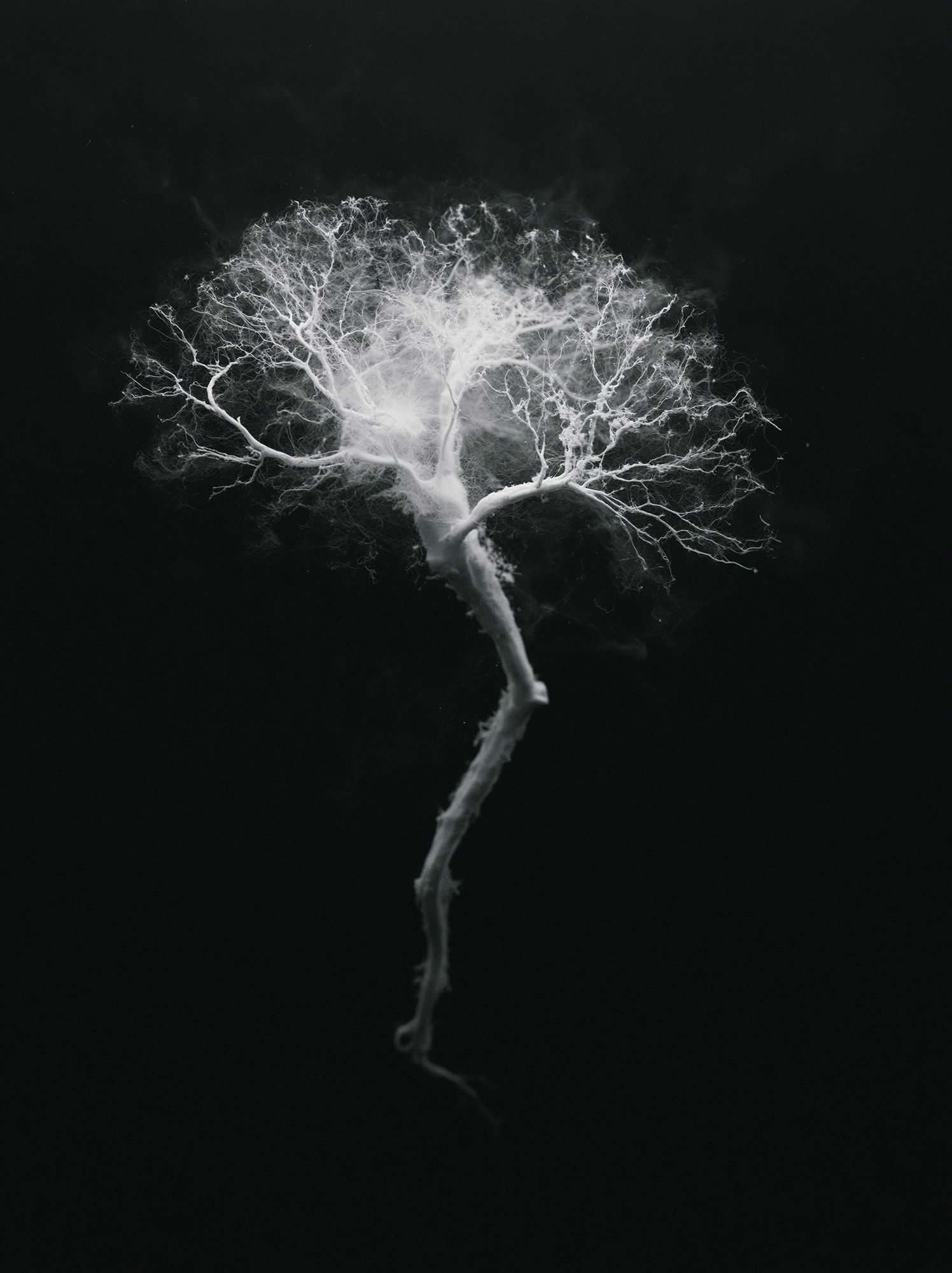 Ghost Tree Black-White Print. poster detail