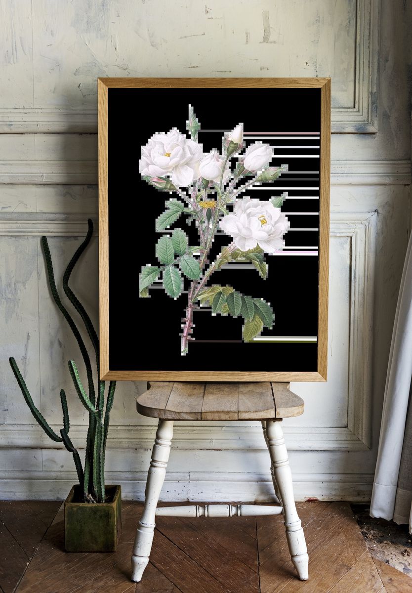 Matilija Poppy (Romneya coulteri) (1931). — room view 1