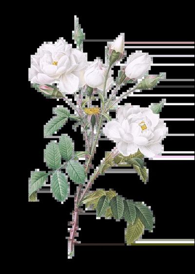 Matilija Poppy (Romneya coulteri) (1931). poster