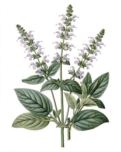 Botanical Sage Blossom Print.