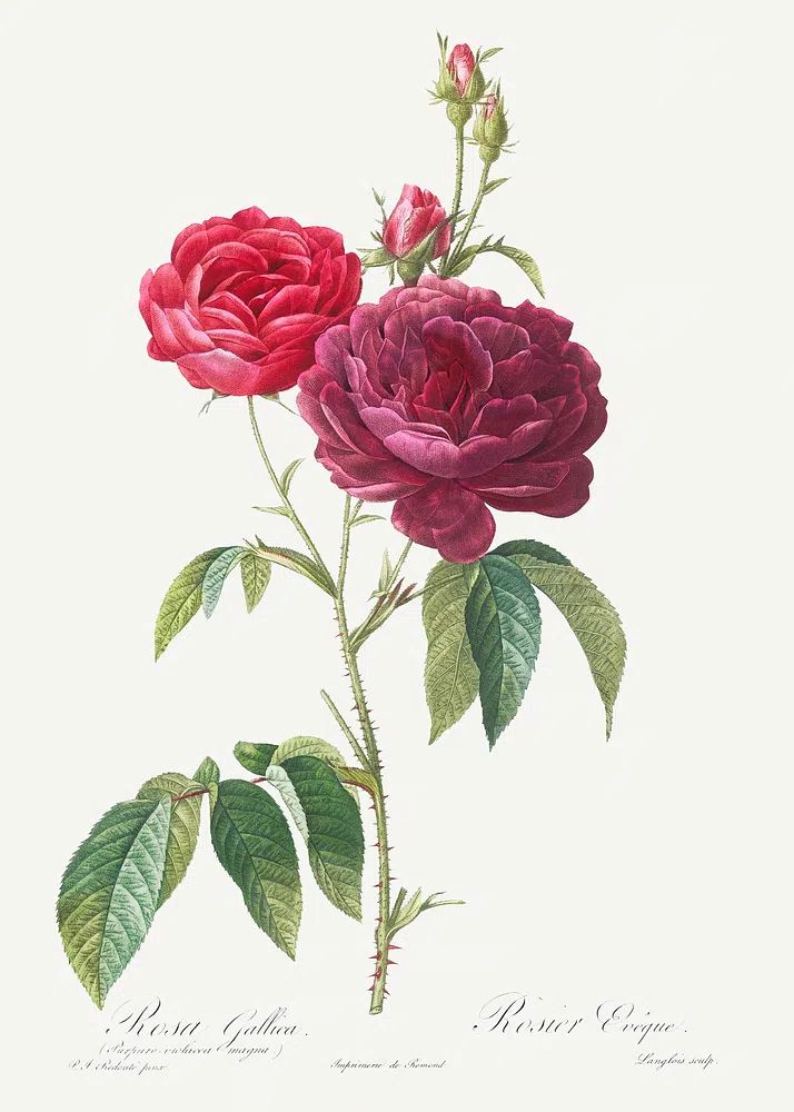Purple French Rose, Rosa gallica. poster — botanical art