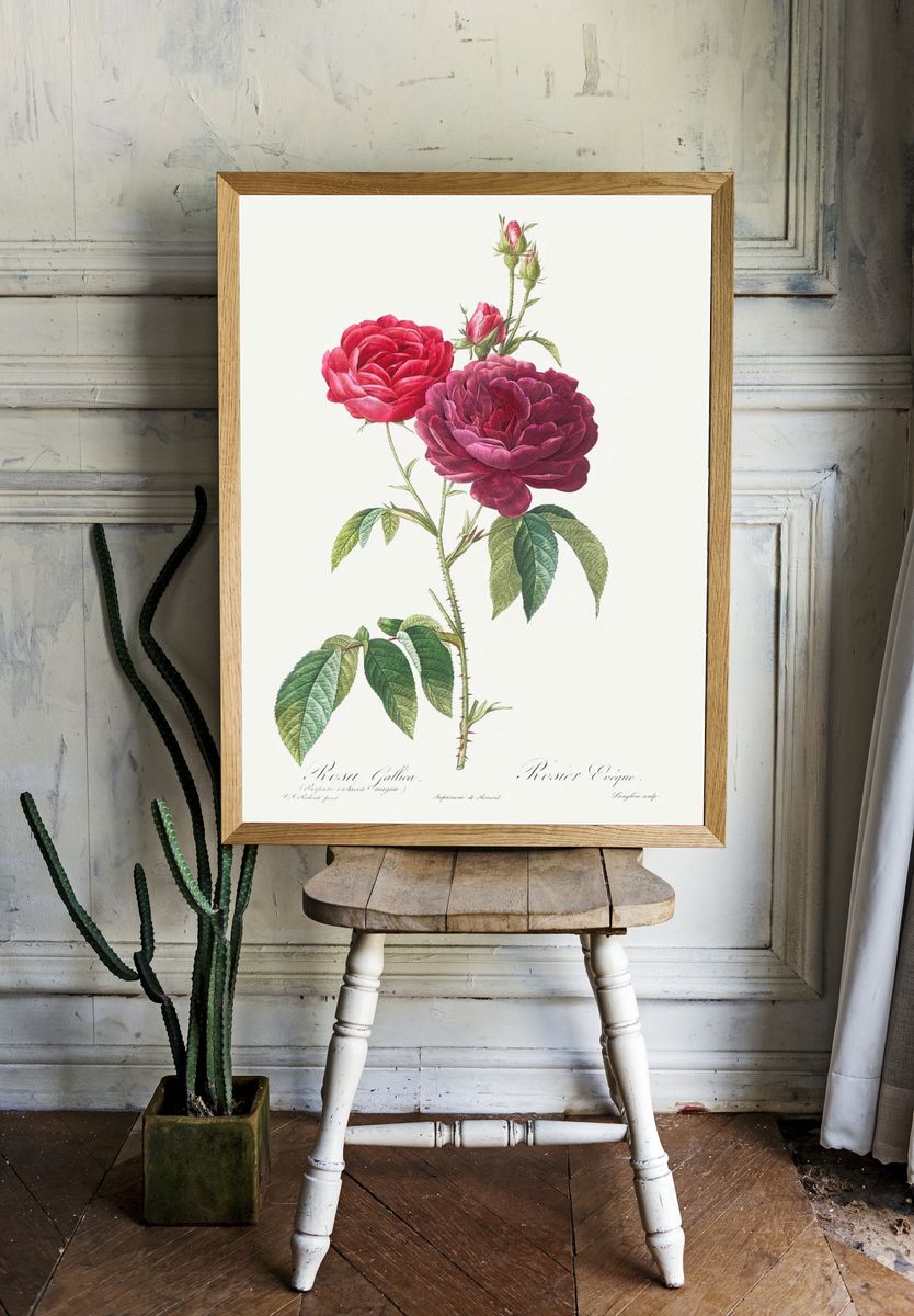 Purple French Rose, Rosa gallica. room preview