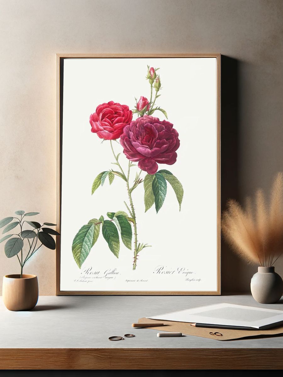 Purple French Rose, Rosa gallica. — room view 2