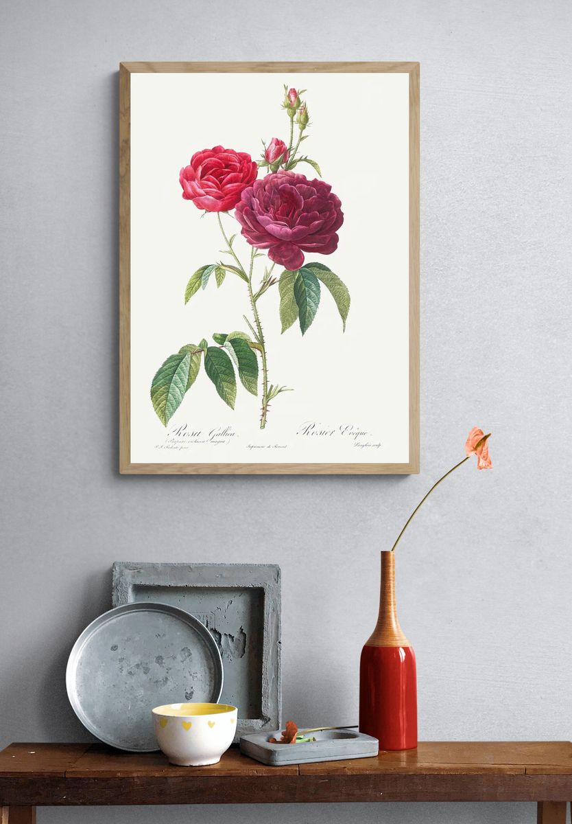 Purple French Rose, Rosa gallica. — room view 3