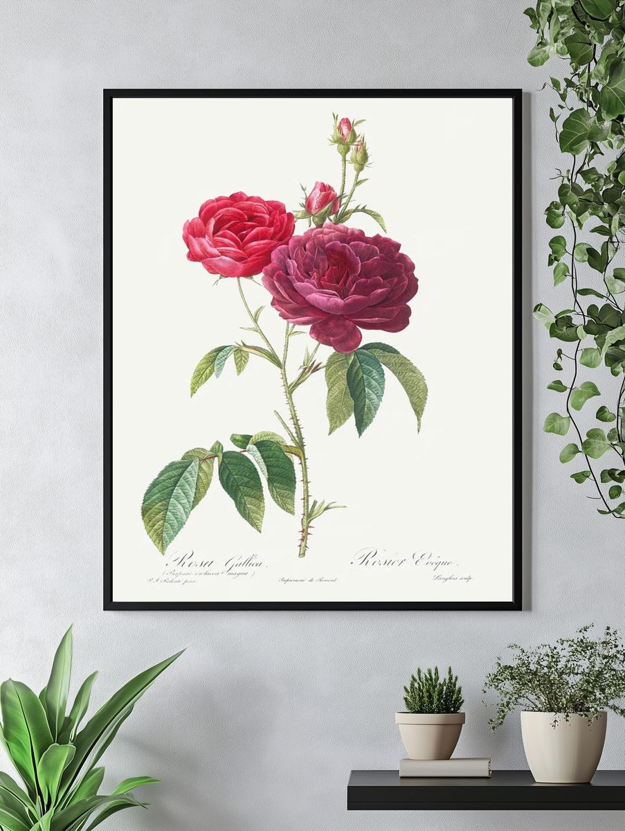 Purple French Rose, Rosa gallica. — room view 4