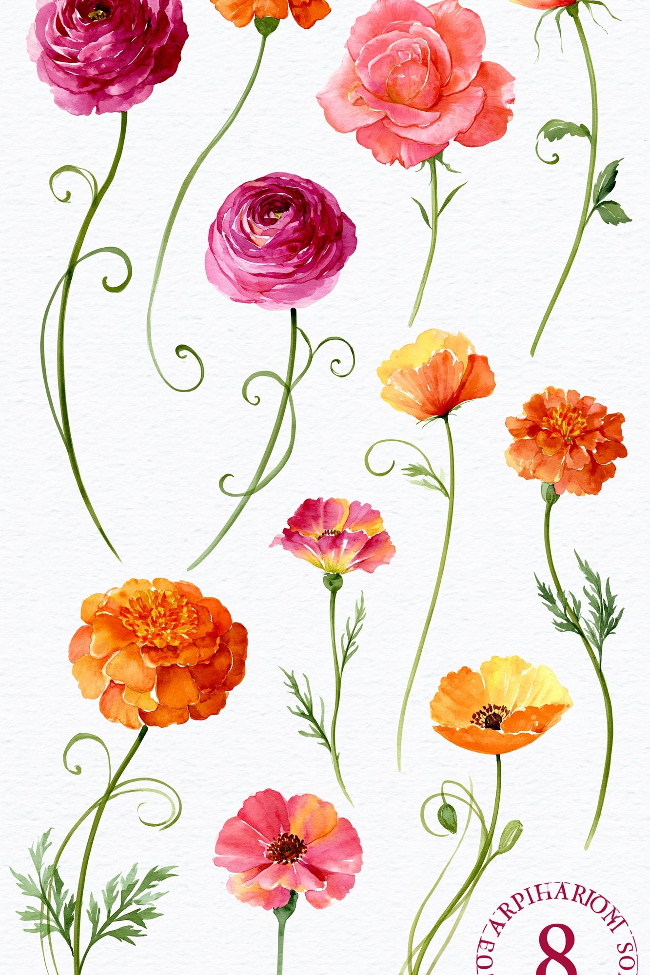 Watercolor Wildflower Botanical Poster. poster — botanical art