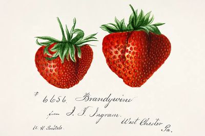 Strawberries (Fragaria) Deborah Griscom Passmore. poster print