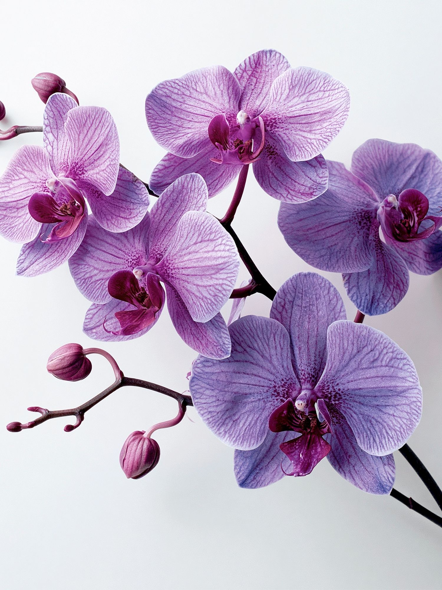 Purple Orchid Bloom Photography Poster. poster detail