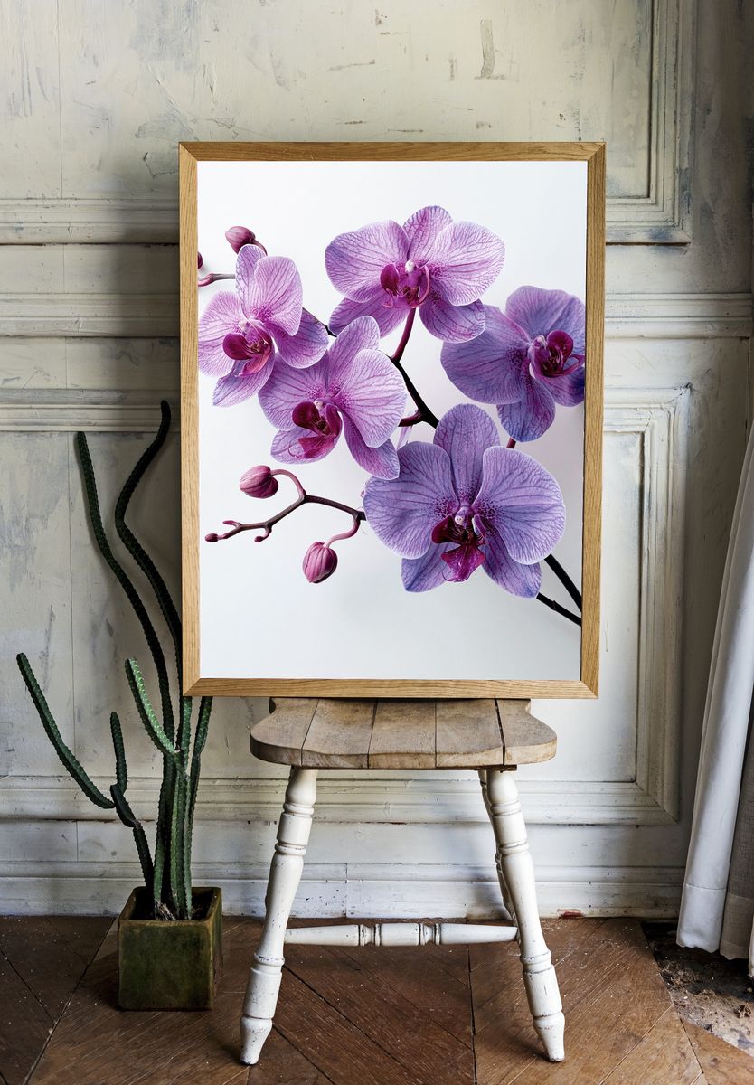 Purple Orchid Bloom Photography Poster. — room view 1